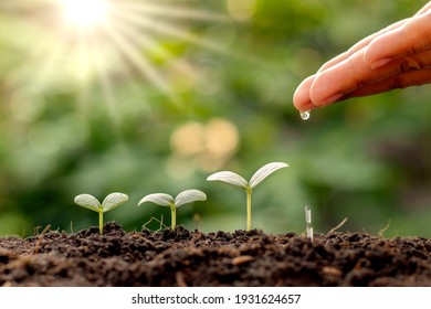 Plant Maintenance And Water The Seedlings That Grow In Order Of Germination On Fertile Soils, Concept Of Water And Water The Plants.