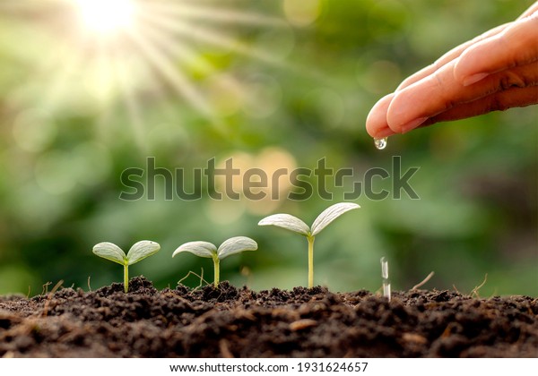 Plant maintenance and water the seedlings that
grow in order of germination on fertile soils, concept of water and
water the plants.