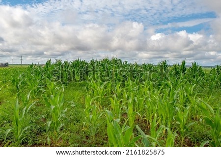 Plant of mais _zea mays_ field with the blue sky