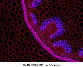 Plant or mammalian cells in fluorescent microscopy photographs