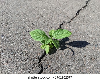 31,306 Plant growing crack Images, Stock Photos & Vectors | Shutterstock