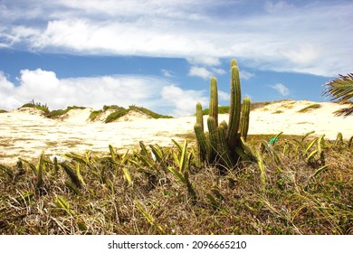 Plant Mandacaru Cactus In Dunes