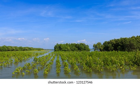 The Plant Mangrove Beside Sea In Local Of Child Fish