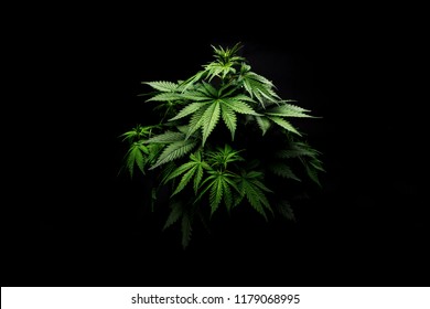 Plant Marijuana Cannabis Bush On A Black Background