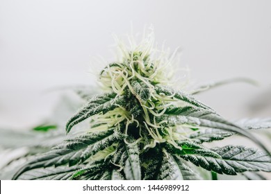 Plant Of Marijuana Medical Use With A High Content Of Cbd Jack Herer
Sativa Indica Hybrid