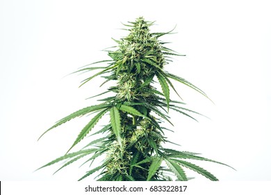 Plant of marijuana medical use with a high content of CBD, Kalimist strain