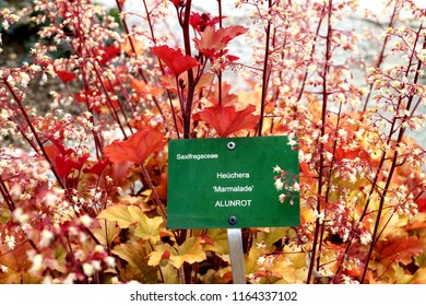 Plant Marker For Saxifragaceae. Heuchera. Marmalade. 