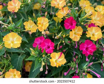 Plant Mirabilis jalapa four o'clock flower or marvel of Peru. They open in mid- to late afternoon and close again next morning. Pretty Marvel of Peru is very bushy, vigorous plant.  - Powered by Shutterstock