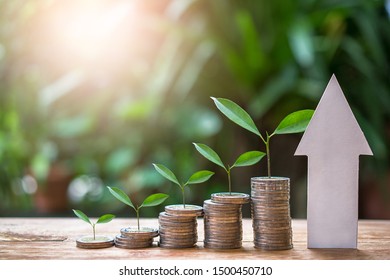 plant money coins saving growth up increase to high profit interest for concept investment mutual fund finance and business - Shutterstock ID 1500450710