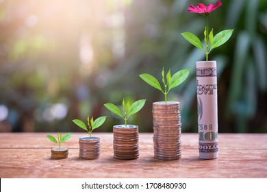 Plant Money Coins Saving Growth Up To Profit Interest For Concept Investment Mutual Fund Finance And Business