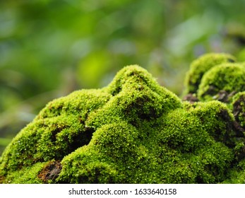 The Plant Moss In Macro