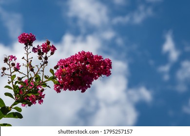 Plant myrtle tree (Lagerstroemia indica). Crepe myrtle, crepeflower. Banch with beautiful pink flowers on Mediterranean cypress tree against blue summer sky. Close-up. Nature concept for design.
