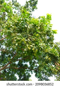 Plant Name Is Arjuna, Terminalia Arjuna 