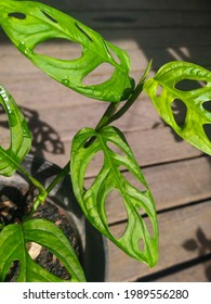 The Plant Name Is Monstera Obliqua