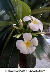 Plant Name Is White Champa, India