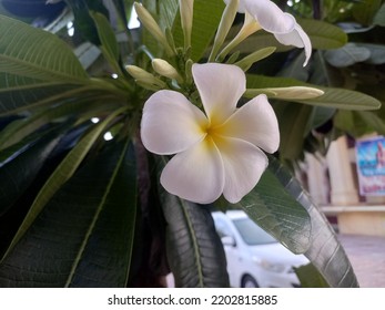 Plant Name Is White Champa, India