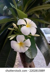 Plant Name Is White Champa, India