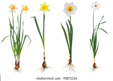 Plant narcissus inclusive bulb on white background