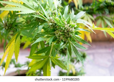 Plant Native Himalayas Used Medicinal Psychotropic Stock Photo ...