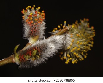                      plant, nature, flower, grass, spring, macro, thistle, flora, autumn, drying, tree, seeds, garden, pasture, season, dandelion, summer, cactuses, branch
           - Powered by Shutterstock