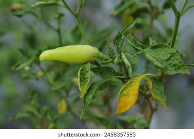 plant, nature, garden, leaf, flower, vegetable, tree, food, pepper, pea, spring, leaves, agriculture, summer, bean, macro, organic, peas, flora, closeup, growth, fruit, crop, stem, pod, chilly - Powered by Shutterstock