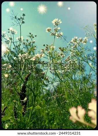 Similar – Hallig Gröde | Beach lilacs in the evening light