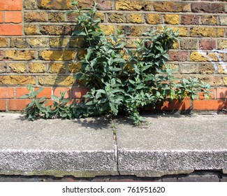 Plant Near Old Street Roundabout, London, UK.