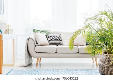 Plant Next To Beige Sofa With Bright Cushions In Living Room With Blue Carpet