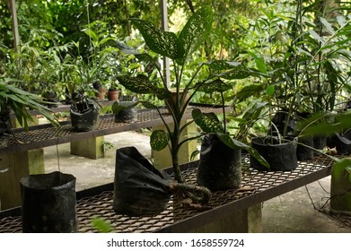 Plant Nursery In Bukit Nanas, Kuala Lumpur