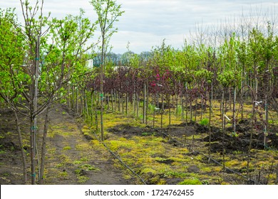 Plant nursery. Growing seedlings of coniferous, deciduous garden and ornamental trees. Nurseries may supply plants for gardens, agriculture, forestry and conservation biology.