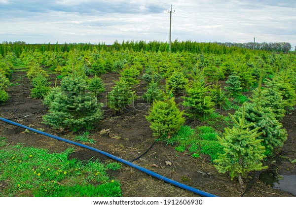 Plant\
nursery. Growing seedlings of coniferous trees. Landscape of young\
fir trees landed in rows. Nurseries may supply plants for gardens,\
agriculture, forestry and conservation\
biology.