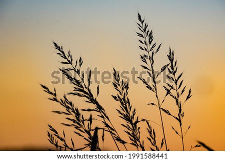 Plant on the background of a golden sunset