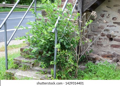 Plant On Broken Stairs Of Ruined Living Tower In Moselle Valley