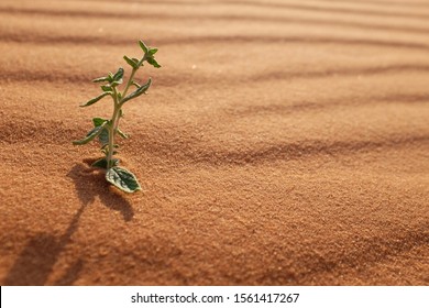 A  Plant On A Desert Landscape At Sunrise. Riyadh, Saudi Arabia. Life In The Desert. 