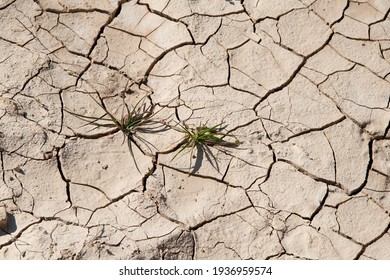 Plant On Dry Earth, Cracked Texture.