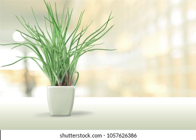 Plant on the shelf mock up