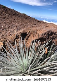 Plant On The Side Of Mount Haleakala.