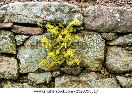 plant on a stone wall. Petrosedum rupestre, also known as reflexed stonecrop, Jenny's stonecrop, blue stonecrop, stone orpine, prick-madam and trip-madam, is a species of perennial succulent flowering