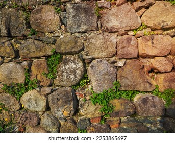 A plant on a stone wall. Plants grow on an old stone wall. Old masonry. Remains of ancient architecture. Nature and human life - Shutterstock ID 2253865697
