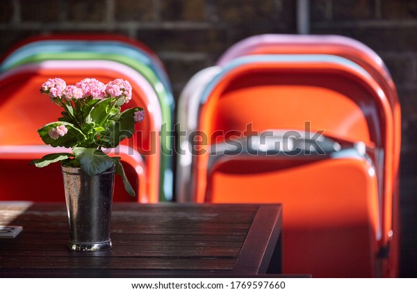plant on a table
with chairs in the
background