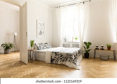 Plant on table next to bed in white open space interior with window and poster. Real photo