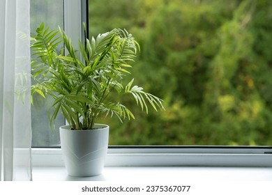 Plant on the window sill. A beautiful plant against the background of an open window. View of the window with a plant in a pot. Plants and flowers in the interior.