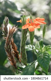 Plant With Orange Flower In University Of The Philippines Diliman (UP Diliman), Quezon City, Philippines