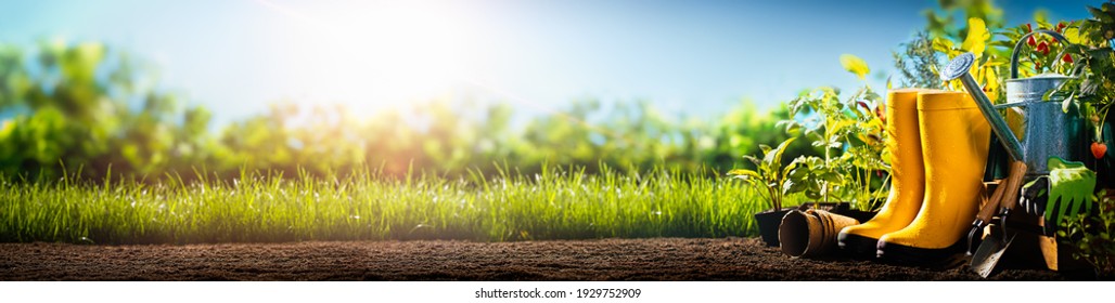 Plant out seedling in the vegetable garden - Powered by Shutterstock