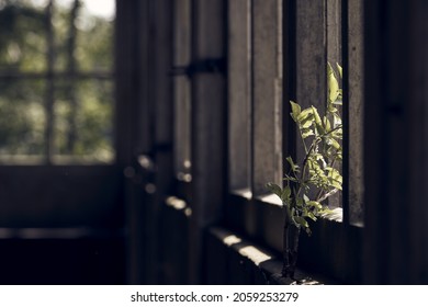 A plant overgrowing on the window of an abandoned house 