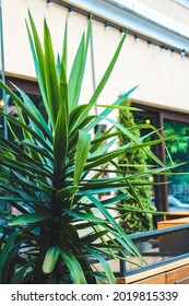 Plant Palm Tree For Decorating A Cafe On The Street.