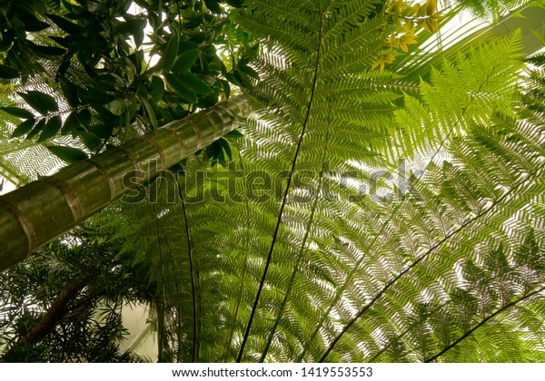 Plant Palmengarten Frankfurt Main Stock Photo Edit Now 1419553553