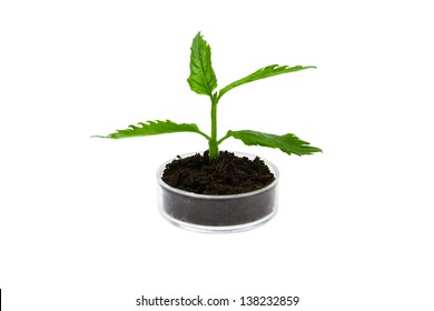 Plant In Petri Dish - Biotechnology Concept .Isolated