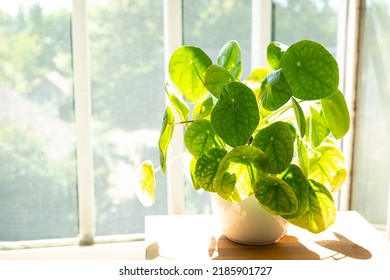 Plant Of Pilea, Chinese Money Plant Or Pancake Plant In A White Pot Near The Window On A Sunny Day