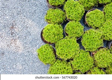plant pine in potted,Green arborvitae seedlings top view